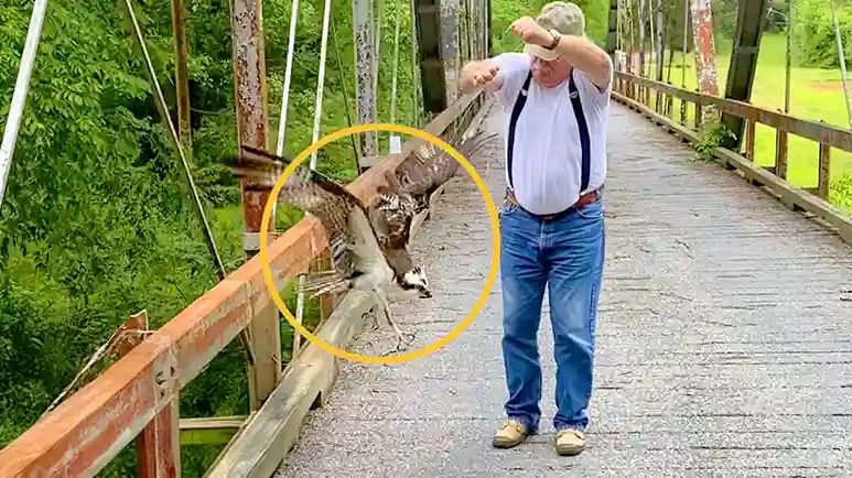 osprey dangling from bridge gets a miracle rescue