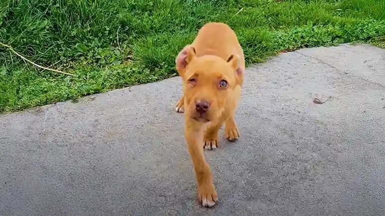 pablo the one eyed pup