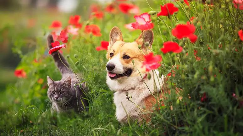 poisonous indoor outdoor plants