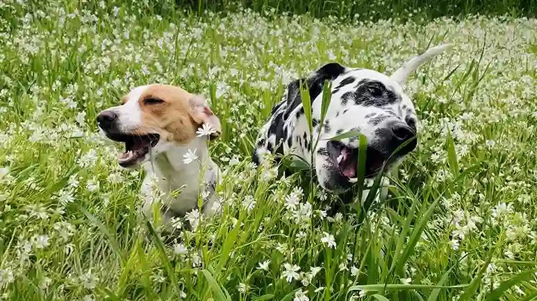 scared rescue dog finds courage with friend