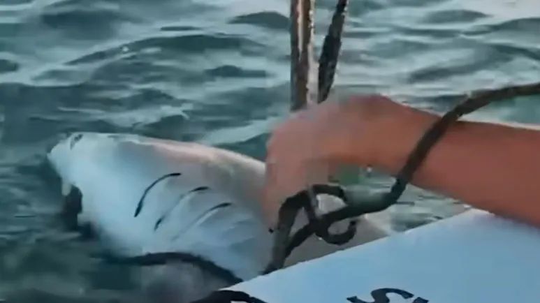 shark rescued from tangled fishing line