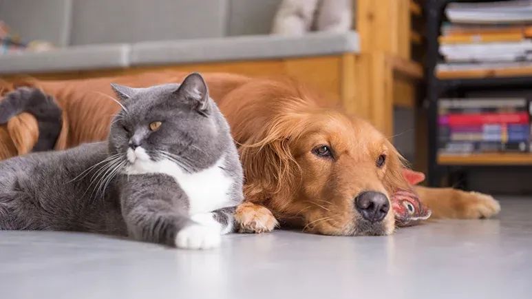 signs pet is bored out of his mind