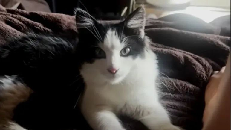 the cat who chose me