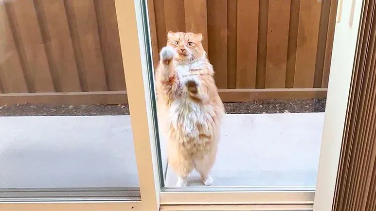 the cat who wont take a hint