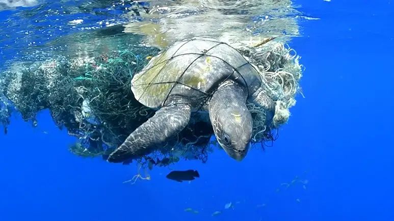 they freed a sea turtle from a deadly net