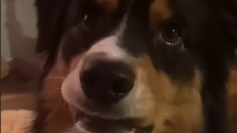 this dog hops like a bunny when hes excited