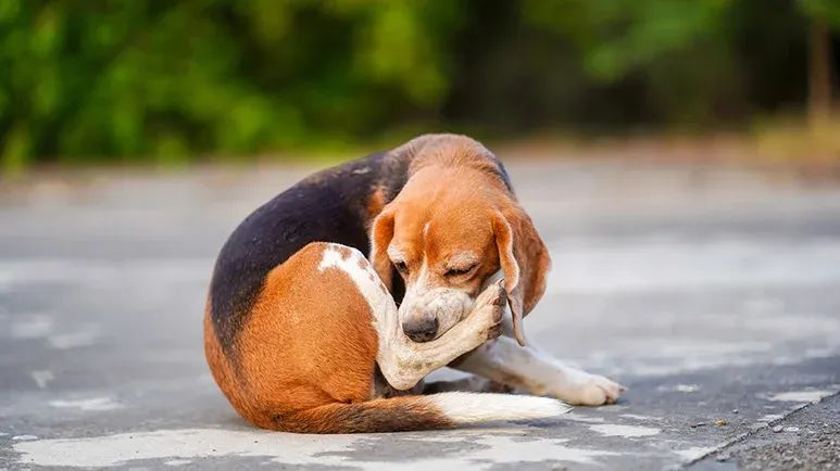 what causes dry flaky skin in dogs