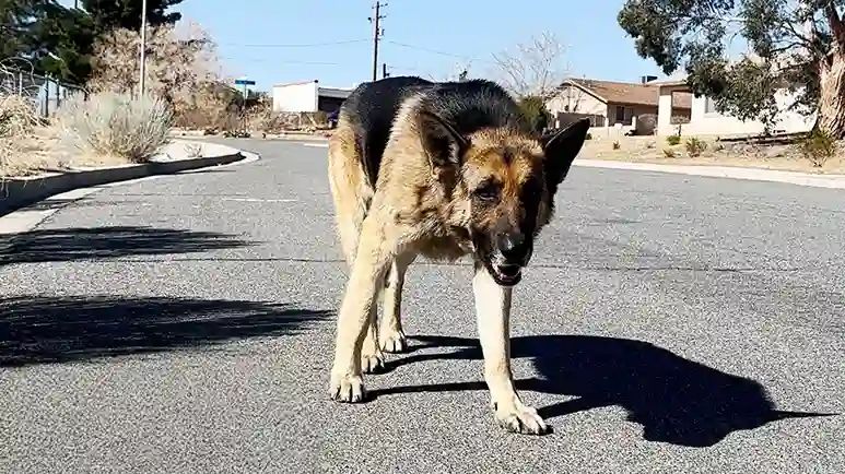 abandoned german shepherd waits months for rescue