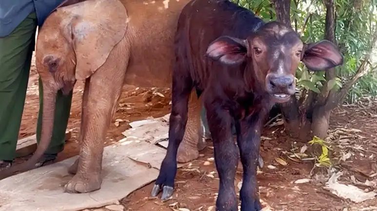 baby elephant and buffalo become best friends