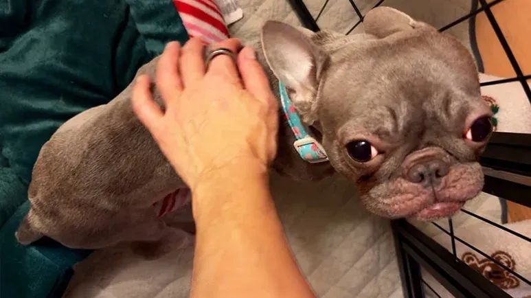 blind and deaf frenchie finds her courage