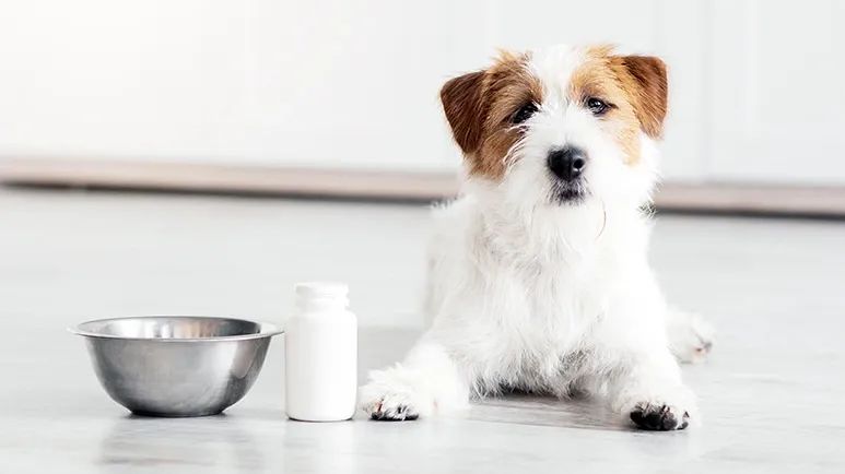 calmer pup starts in the gut