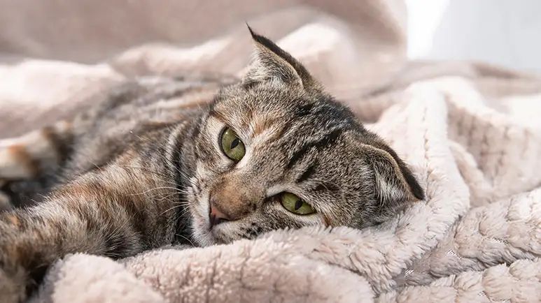 cat illness symptom checker