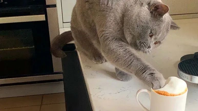 cat loves his morning cappuccino