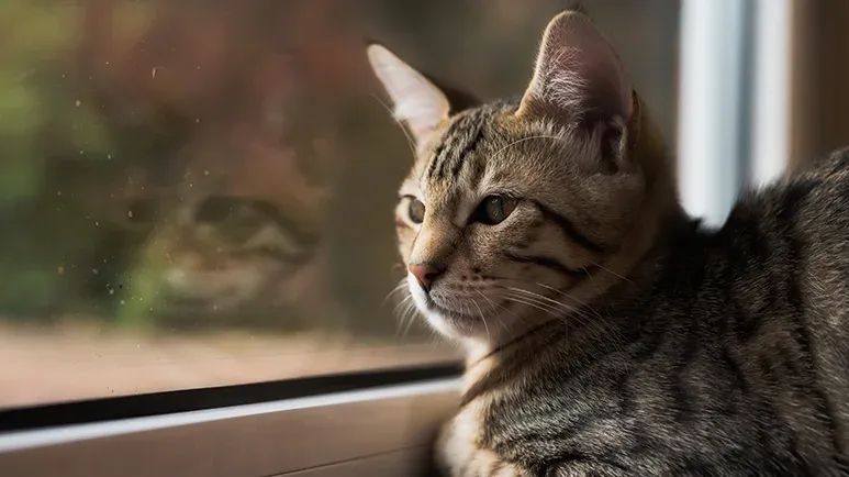 cat struggling with separation anxiety