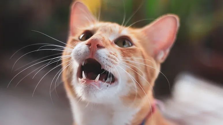 cat vocalizations