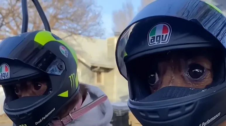 chihuahuas ride motorcycle in style