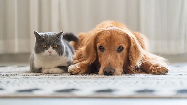 difference between cats dogs