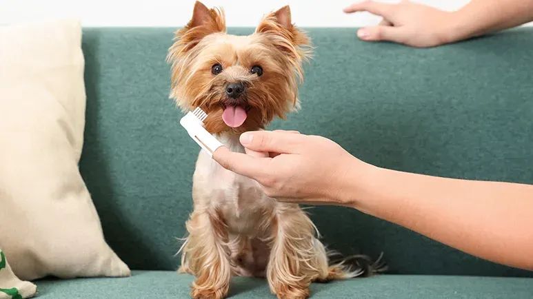 dog dental health