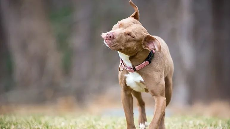 dog head shaking