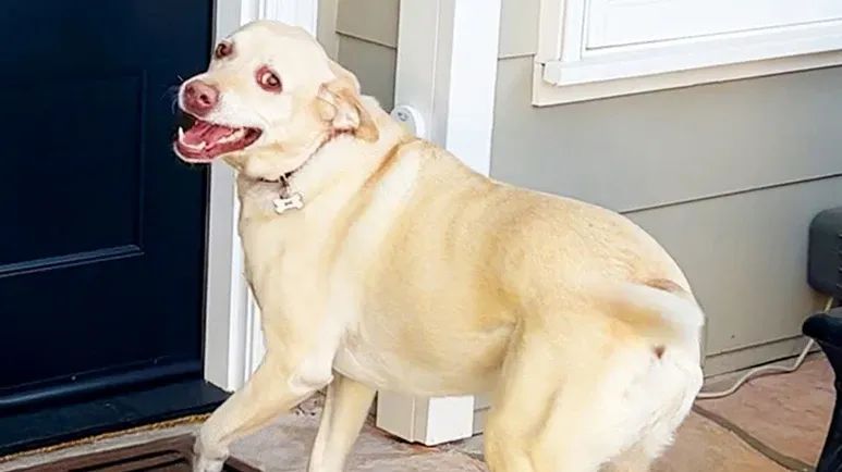 dog rings special doorbell for daily bestie visits