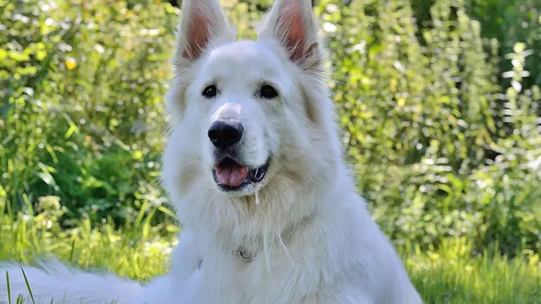 dog salivary cortisol levels