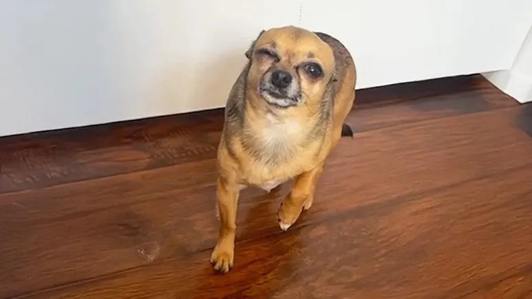 dramatic chihuahua squints to keep mom home