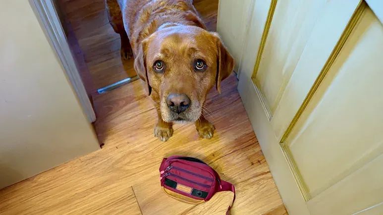 failed service dog becomes the best helper