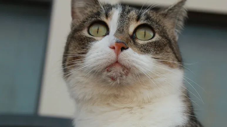 feline chin acne