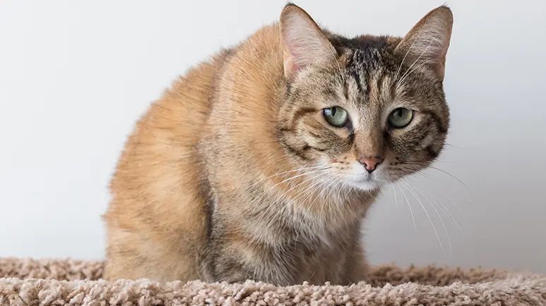 feline stomatitis