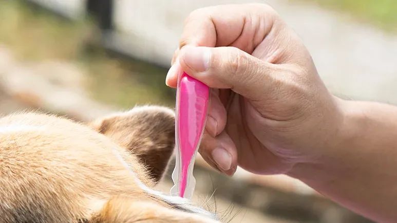 flea and tick treatments
