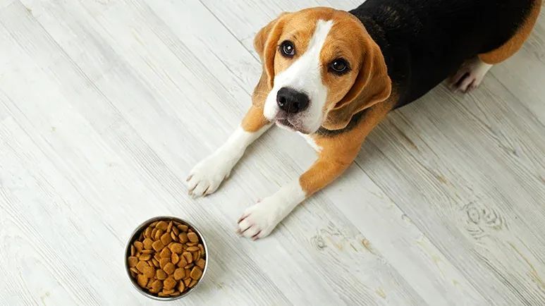 food related heart disease in dogs