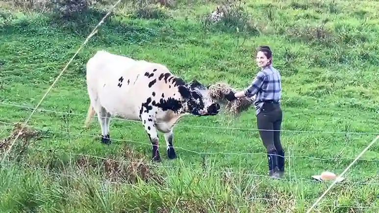 from shy cow to social butterfly