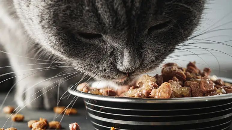 grain carb based cat food