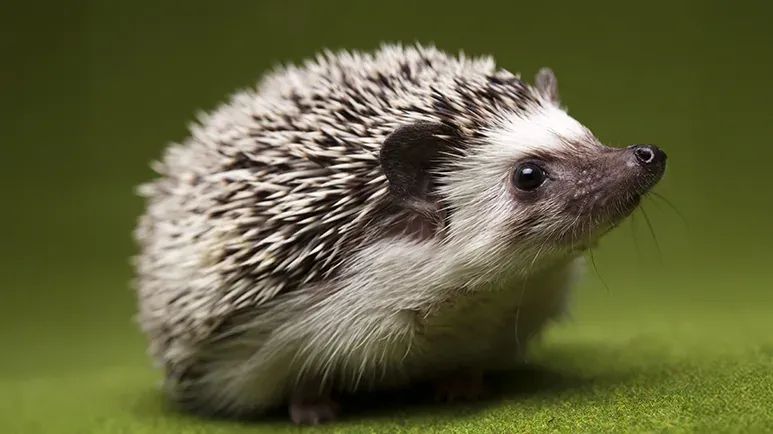hedgehogs