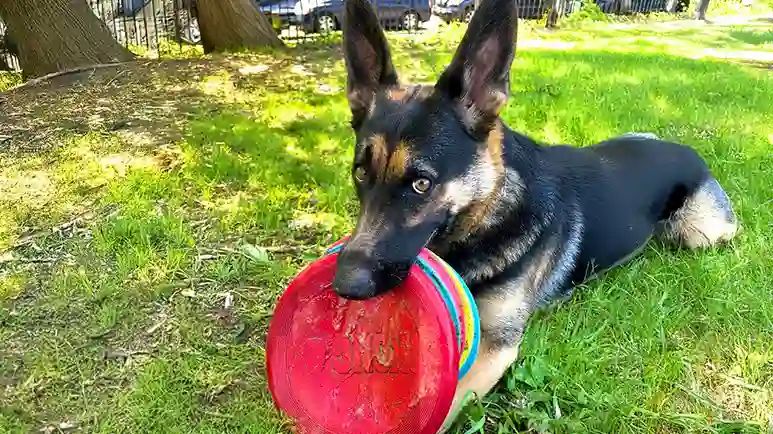 hilarious german shepherd tries to carry every frisbee in sight