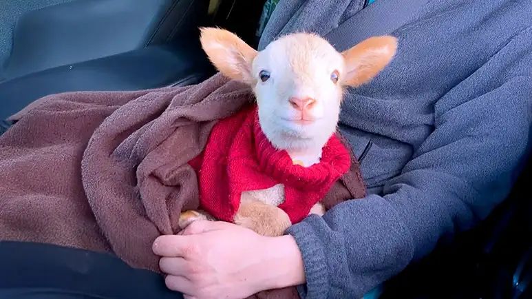 injured lamb wins hearts at moms workplace