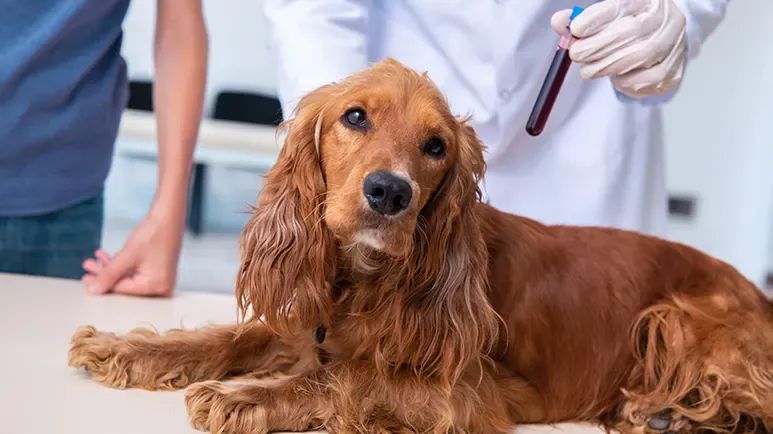 is your dogs blood calcium too high