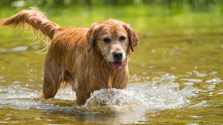 keep dog safe toxic algae