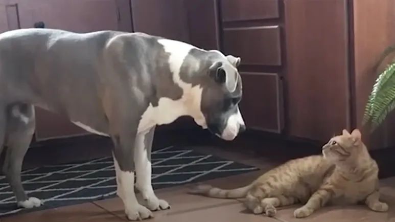 lonely dog finds happiness with her kitten buddy