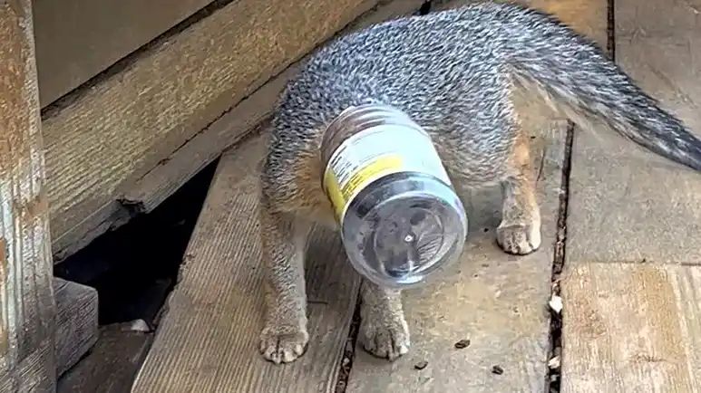 overnight baby fox rescue ends in perfect moment