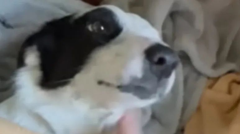 paralyzed dog smiles when shes finally rescued