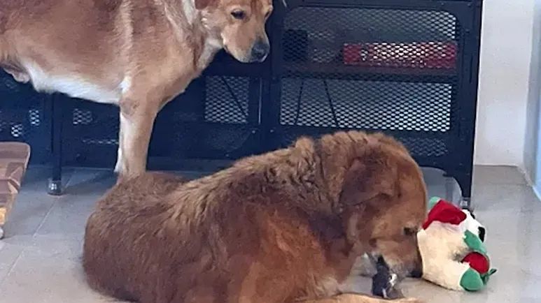 polite rescue dog wins everyone over