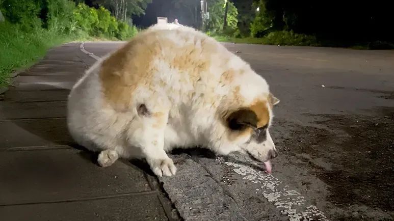 rescue dog charlie sheds half his weight