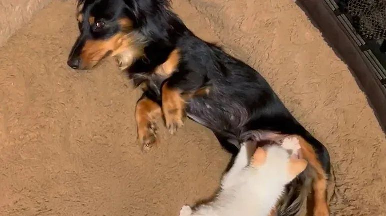 rescue kitten thinks dachshund is his mom