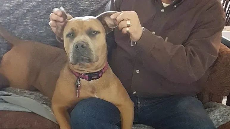 rescued dog never parts with her bunny