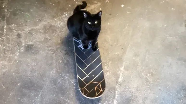 rescued shop cat loves skateboarding