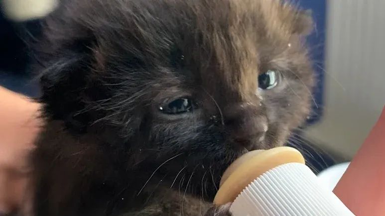 sick rescue kitten becomes queen of the house