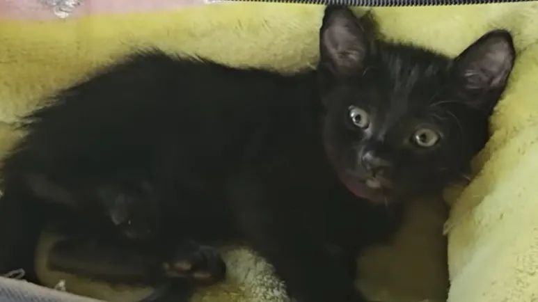 tiny kitten rescued from busy highway