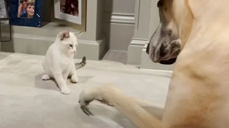 tiny kitten rules over great dane pack