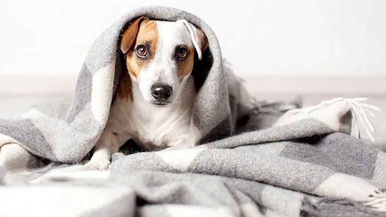 6 common dog behavior myths